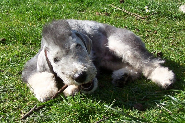 Arc-en-ciel Arlequin 06.04 (26).JPG